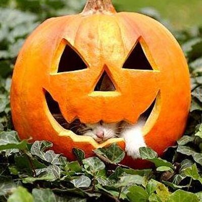 かぼちゃ猫